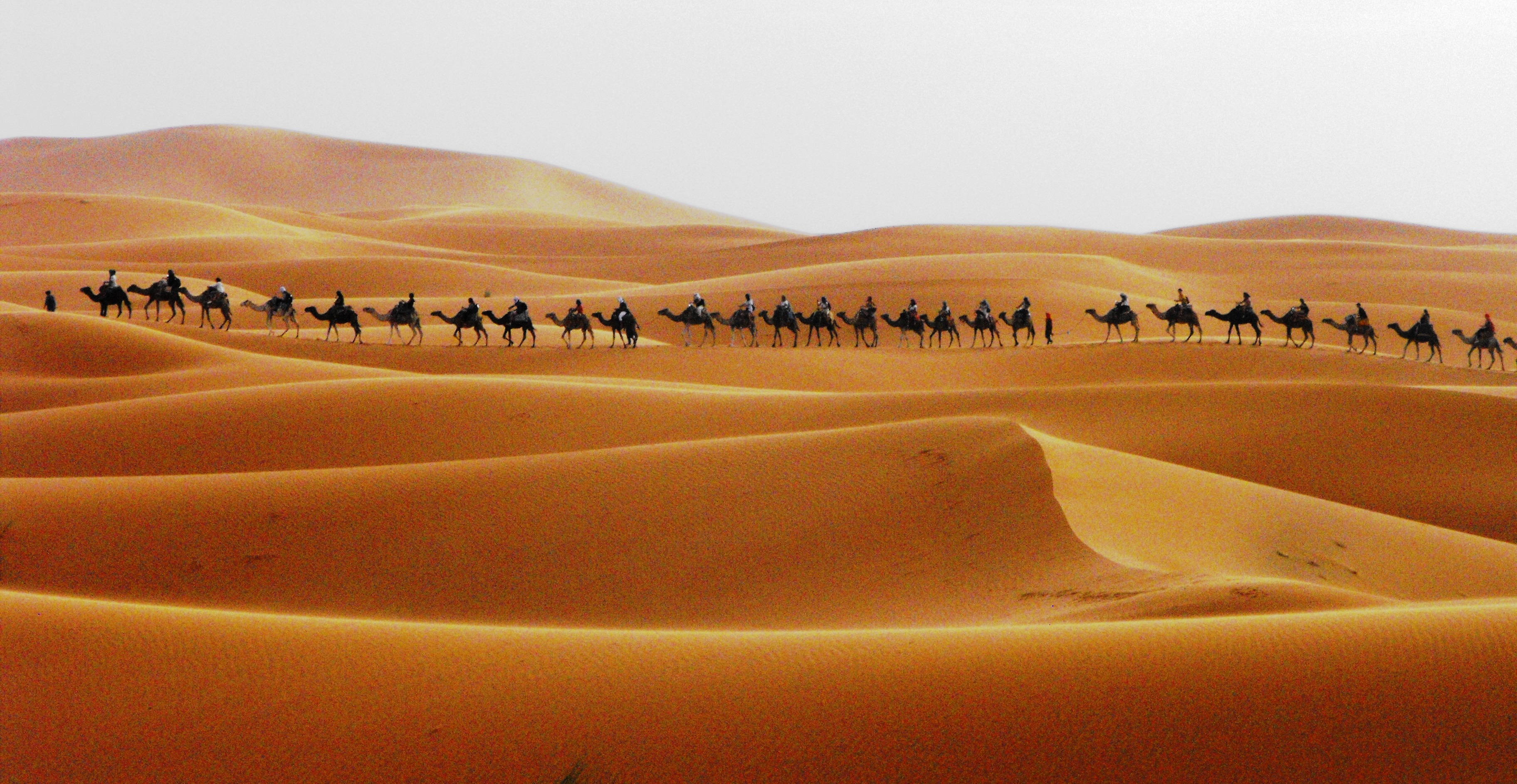 Camel Train